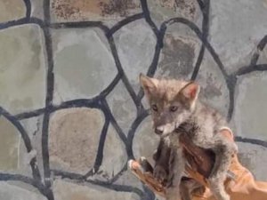 Tedavisi tamamlanan yavru kurt doğaya bırakıldı