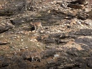 Tunceli’de yaban keçileri görüntülendi