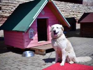 Fatih’te Sokak Hayvanları Tedavi Merkezi açılıyor