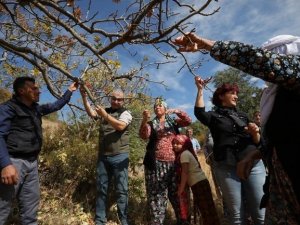 Orman Bölge Müdürü Selendi’de Antep fıstığı hasadına katıldı