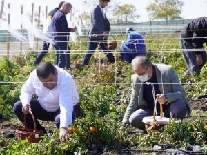 Ata tohumların kullanıldığı bostan ziyaretçilerini ağırlıyor