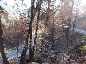 Muğla’da orman yangınları sonrası doğa küllerinden doğuyor