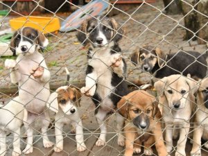 Sahipsiz can dostlar için 15 yeni kabul merkezi oluşturuldu