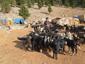 Orman yangınından etkilenen Yörükler otlakiye istiyor