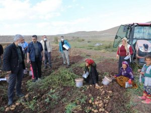 Çayırlı’da ayçiçeği, patates ve mısır hasadı sürüyor