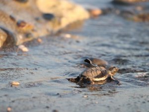 Yaklaşık 500 bin yavru kaplumbağa denizle buluştu