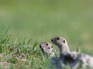 Yer sincaplarının drone şaşkınlığı gülümsetti