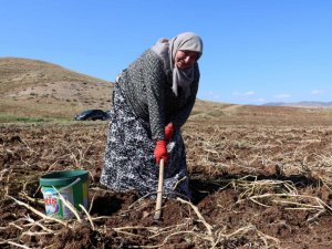 Onlarca kişi tarlaya akın etti, toprağın altından elleri ile tek tek çıkartıyorlar