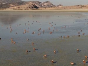 Su seviyesi artan Yarışlı Göl’e kuş akını