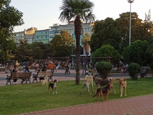 4 Ekim Dünya Hayvanları Koruma Günü