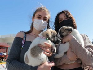 Balıkesir Büyükşehir Belediyesi’nden VetBüs