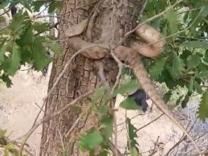 Elazığ’da 2 metrelik yılan paniği