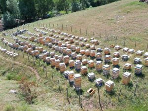 Proje meyvelerini verdi, ilk ürün alındı
