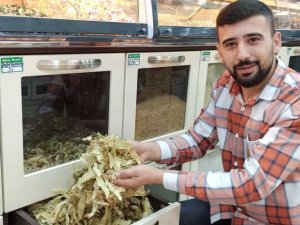 Ucuzlayan fiyatıyla ıhlamur bu sene de vazgeçilemez olacak