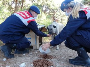 Çanakkale’de, Dünya Hayvanları Koruma Günü’nde sokak köpeklerini beslediler