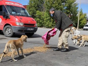 Erzincan’da sokak hayvanları için besleme çalışması yapıldı