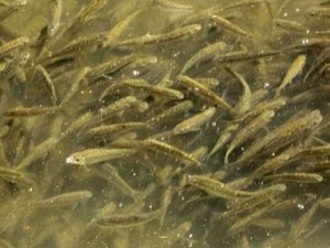 Islah edilen derede balık popülasyonu arttı