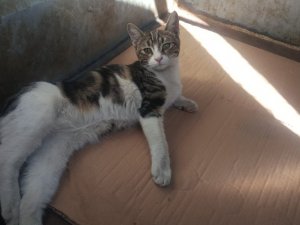 Akşehir Belediyesi yaralı kediye sahip çıktı