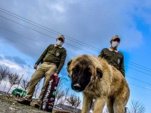 Çevre, Doğa ve Hayvanları Koruma Polisleri “dilsiz canları” yalnız bırakmıyor
