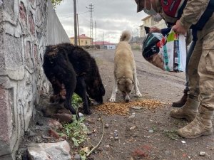 Ardahan’da jandarma hayvanları koruma gününü unutmadı