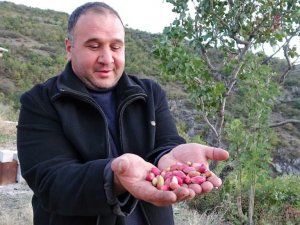 Çedene ağacında Antep fıstığı yetiştirdi