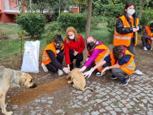 Körfez’li çocuklar sokak hayvanlarını besledi