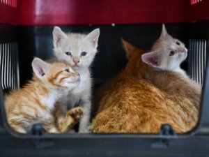 Başkent’te bir ilk: Sincan Kedi Tedavi Ünitesi ve Rehabilitasyon Merkezi açıldı