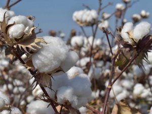 Aydın Ticaret Borsası Yönetim Kurulu Başkanı Çondur: "Pamuk fiyatlarındaki artış üreticiyi memnun etti"