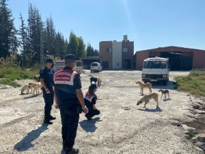 Jandarma ekipleri sokak hayvanlarına mama ve su verdi