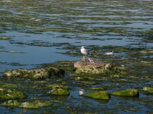 Bostanlı sahili yine deniz marulu kapladı