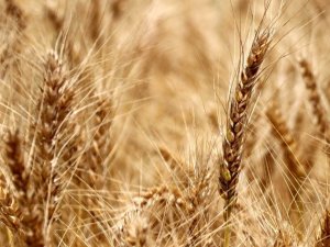 Kırklareli’nde buğdayda verim arttı, ayçiçeğini kuraklık vurdu