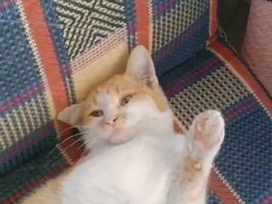 Elazığ’da taksici ile kedinin “Sabah mesaisine geç kaldın” diyaloğu gülümsetti