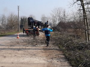Başiskele’de ağaçlar budanıyor