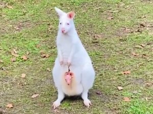 Kocaeli’de dünyaya gelen minik kanguru kesesinden çıktı