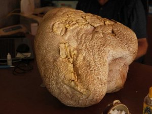 Mersin’de 23 kiloluk dev mantar bulundu