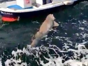 Teknenin yarı boyunda köpek balığı avladı