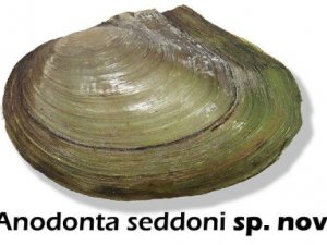 İki yeni midye türü keşfedildi