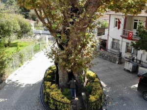 Rum çetelerin işkencelerine tanıklık eden 8 asırlık ’işkence ağacı’