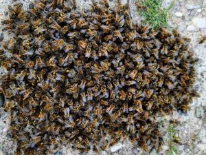 Kenevirin, arı katili "varroa"dan koruduğu ortaya çıktı