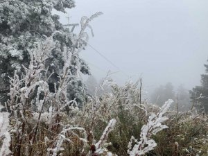 Dünyada sadece iki bölgede olan kristal kar ağaçları beyaza bürüdü