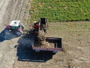 Kuraklık nedeni ile baraj gölünde sular çekildi, çiftçiler bölgeye şeker pancarı ekti