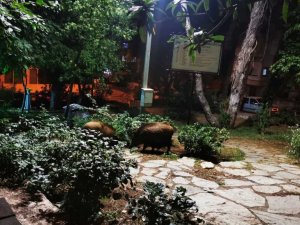 Çocuklar oyun parkına gelen yaban domuzlarını besledi