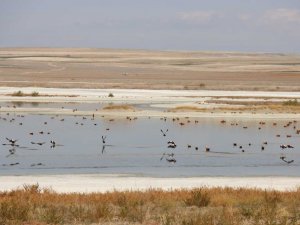 Kavuncu göletinin sular çekilse de angutlar terk etmiyor