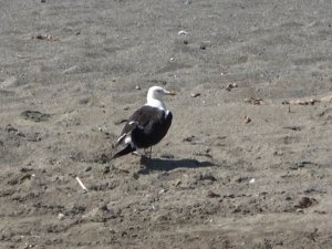 Samandağ’da petrol canlıları da tehdit ediyor