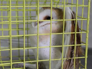 Yaralı baykuş tedavi altına alındı