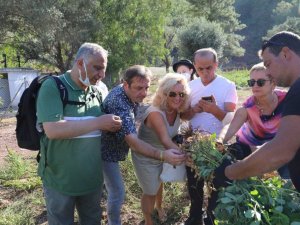 Marmaris’e gelen Alman heyet yer fıstığı topladı