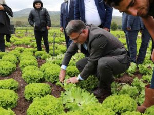 Vali Balcı, marul hasadı yaptı