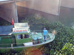 Hatay’da Asi Nehri’ni kaplayan su sümbülleri temizleniyor