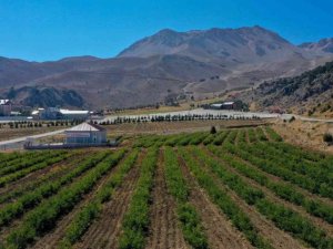 Davraz’da zambak ekimi yapıldı