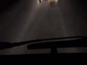 Bursa’da yavru ayılar yola indi